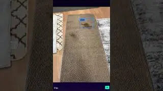 Carpet Stain Detection