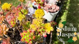 🌸🌼🌺 Springtime Blooms: Discovering 30+ Stunning Succulent Flowers! 🌼💕🌵