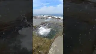 le vaschette calafuria