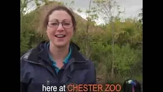 Chester Zoo: keeping up the fight for an extinction-free future. A little thank you, from us...