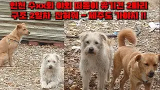 ★구조성공★인천 수xx회 보호소 야외 돌아다니는 유기견2마리 구조  라이브 방송 5 가자 제주도로