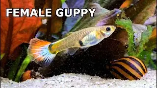 🐟Female Guppy in the Aquarium🐟Freshwater Fish