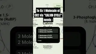 Neetug 24 pyq #photosynthesisinhigherplants #neet #biology #shorts #neetug #neetug2024 #neetug2025