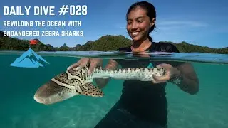 Daily Dive # 028 | Rewilding the Ocean with Endangered Zebra Sharks