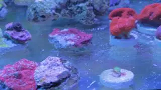 Coming Up at Infinite Aquarium