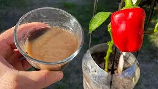 🔴 СУПЕР Удобрение для РАСТЕНИЙ в горшках - Питательные вещества + Микроорганизмы