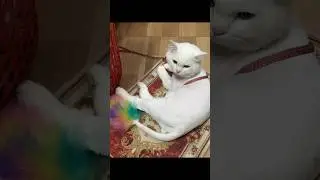 #meme #m&egrave;o #cat #cats #kem #dongvatnhatui #mew #meomeo #ew #cute