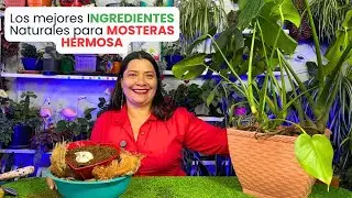 Ingredientes para mejorar las MOSTERAS y con mejores hojas