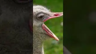 ostrich wildlife #wildlifeanimals #extinction #animals #wildlife #ostrich
