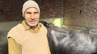 RAJISTHANI BUFFALO PR RANJEET BULL KA SEAMEN LGVAYA KISSAN KO UMEED HAI KI ACCHA RESULT MILEGA