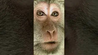 Amel&rsquo;s journey will break your heart (and heal it!) #animalstories #wildlife