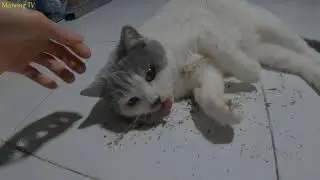 Get acquainted with pregnant cats, giving birth soon.