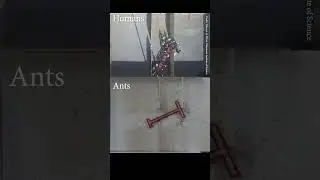 Ants Vs Humans: Problem-solving skills #animals #nature #pets #video #cuteanimals #instagram #ai