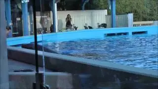 Dine With Shamu, SeaWorld Orlando