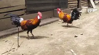 Pikat ayam hutan 