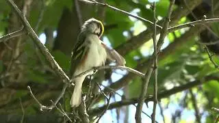 American Redstart & Chestnut-sided Warbler