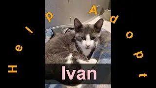 🐾Ivan has been adopted! Kitten / Australia / Toowoomba / RSPCA Queensland🐾