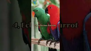 Top 10 Most Intelligent Talking Birds In The World #shorts #top10 #most #intelligent #birds #world