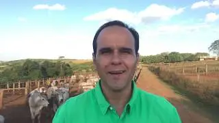 Viabilidade em confinamentos e semi-confinamentos de gado de corte no Brasil 🇧🇷.