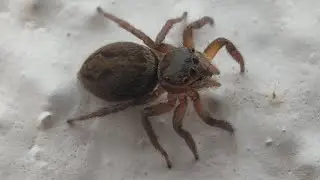 Cute Female Salticidae Jumping spider