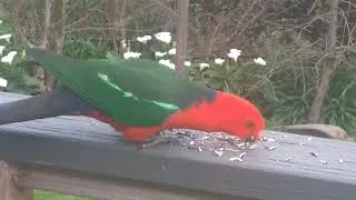Australian native birds feeding, TAME, Victoria Australia.