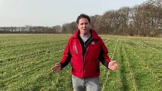 Mais-vanggewas vernietigen: tips van Robert