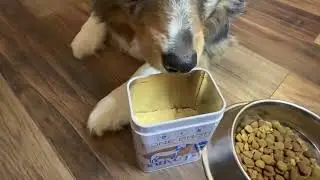 Native Pet Bone Broth Review: Picky Eaters LOVE This Topper