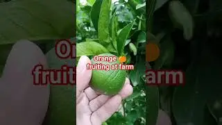 Fruiting 🍊🍊🍊 orange #treeplantation #orange #cleanandgreenpakistan