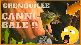 Un ouaouaron glouton!