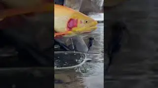 The RARE Palomino Cuttbow Colorado Trout