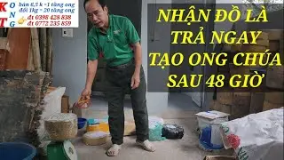 Tạo ong chua sau 40 giờ