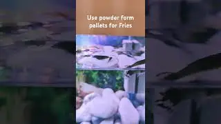Use powder form pallets for fries...#guppy #aquarium