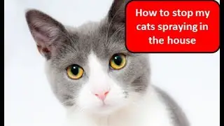 Stop your cat spraying -how to stop your cat spraying in the house #catspraying #cutekitty #cats