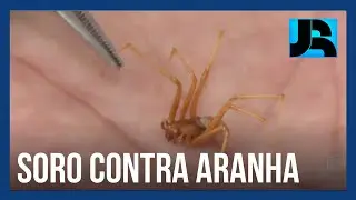 Soro do Instituto Butantan contra veneno da aranha marrom evita efeitos em mais de 50% das vítimas