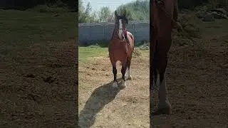 #qirgizston #horse #tojikiston #cow #russia #brazil #america #turkey