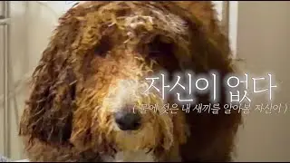 영하 5도 얼음 호수에 뛰어든 스탠다드푸들🥶 2억 캠핑카 타고 맛집 투어하다가 날벼락..