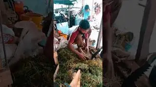 තනකොල කපනව