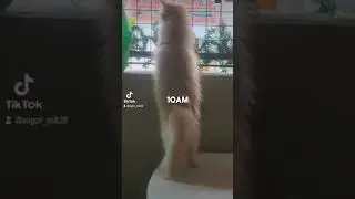 Biglang.....anak.hahaha #persiancat #puspin #furbabies #sugar #salt #cats #catsofyoutube #catshorts