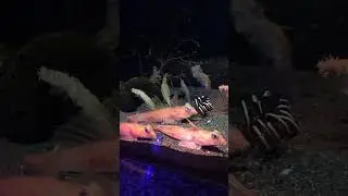 【ベニテグリ】生息水深150〜300m飼育水温12〜15℃  沼津港深海水族館