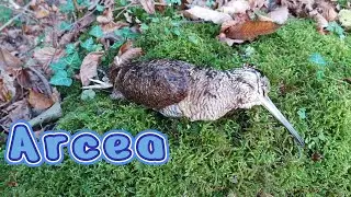 🪶 Arcea cazada 🪶