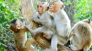 Little monkey Janna