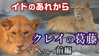 【イト＆クレイ前編】イトのあれから　クレイの葛藤🦁MARUYAMA ZOO LION