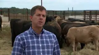 When to pull cattle off the pasture (8/19/17)