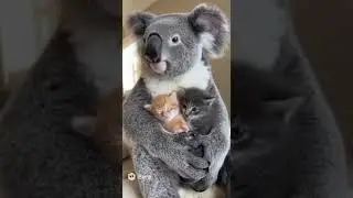A heartwarming koala helps care for kittens.