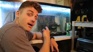 I STARTED A WILD LIFE FISH TANK!! (BASS, BLUEGILL, CATFISH)