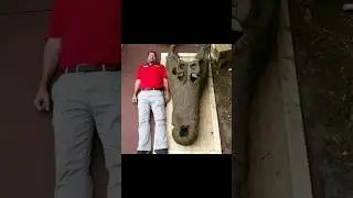Знаешь, чей это гигантский череп?