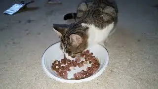 Big appetite today for Rori 😺✨🍽️