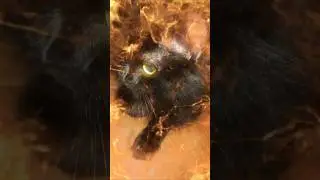 cat. eating lettuce