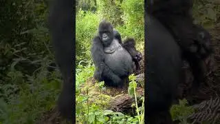 MOUNTAIN GORRILLA UGANDA #hotelmarketing #uwec @ntvuganda
