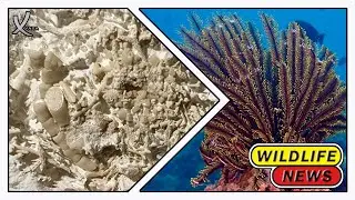 66 Million-Year-Old Vomit Fossil Discovered In Denmark - VAXA Post